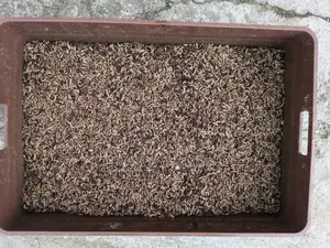 BSFL - Black Soldier Fly Larvae