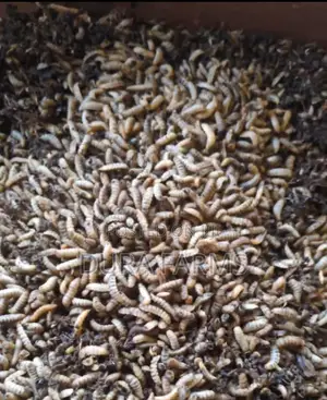 BSFL - Black Soldier Fly Larvae