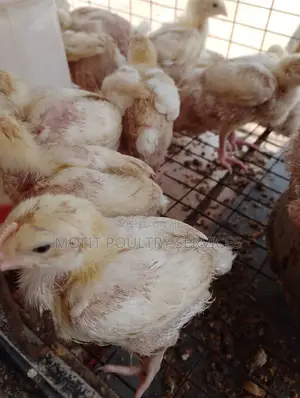 3 Weeks Broilers