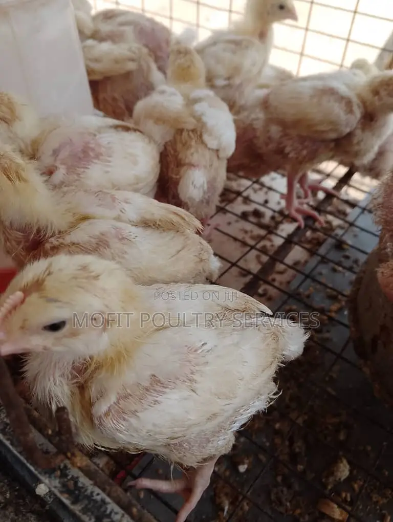 3 Weeks Broilers