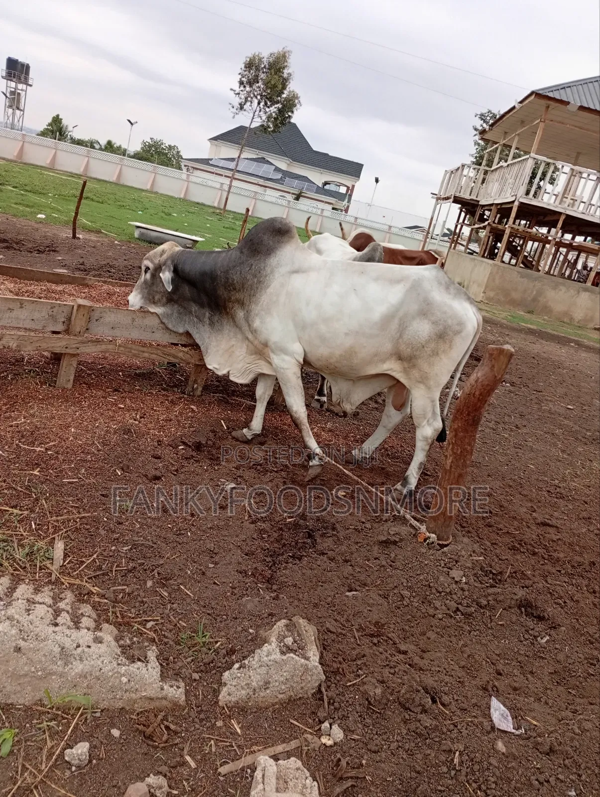 Matured Big Cows