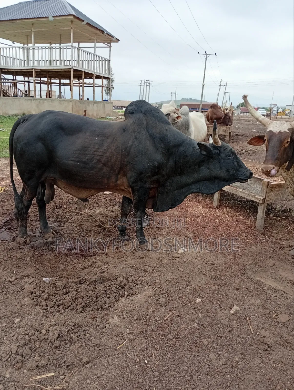 Matured Big Cows