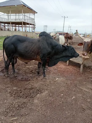 Matured Big Cows
