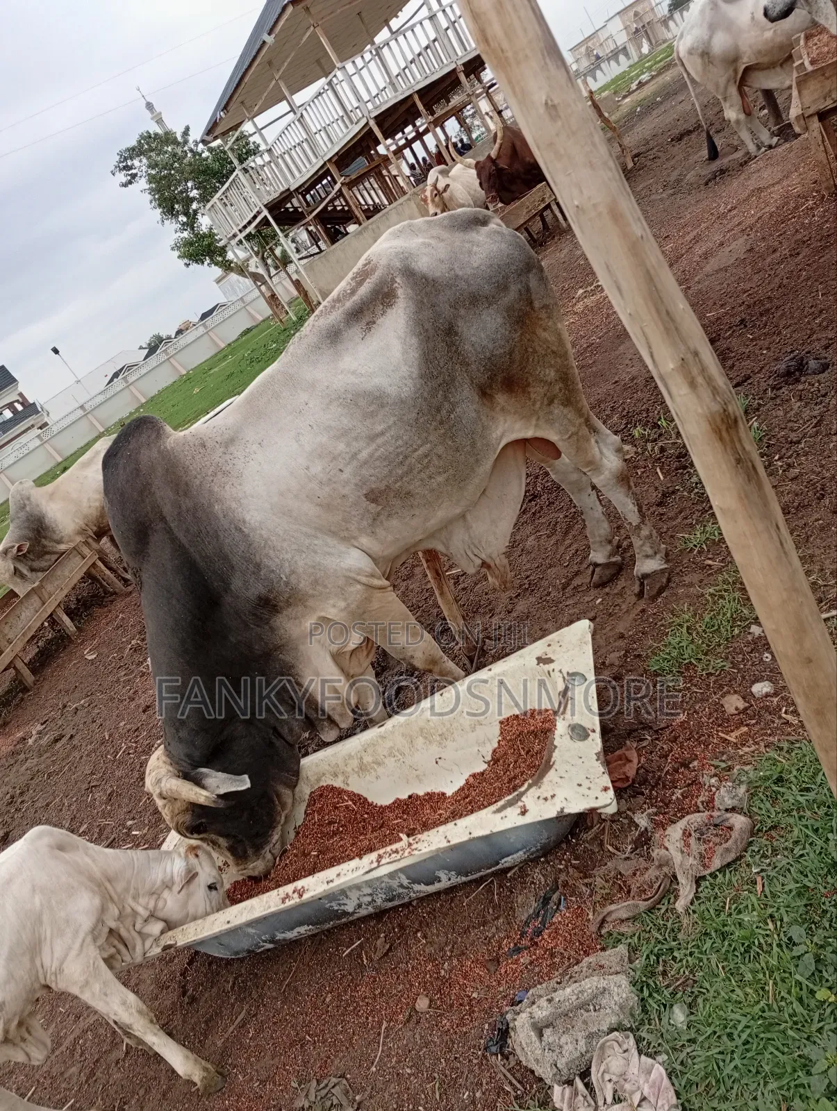Matured Big Cows