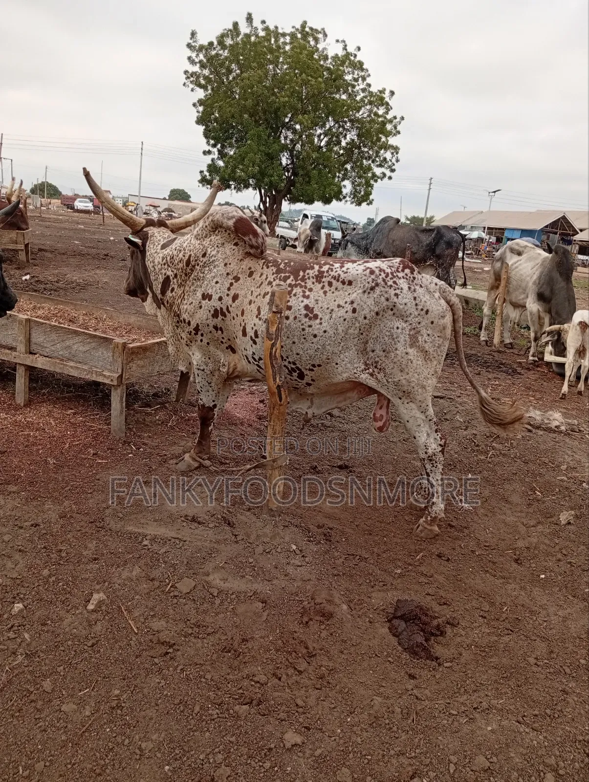 Matured Big Cows