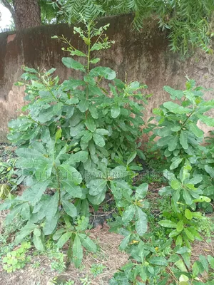 Jumbo Size Cashew Seedlings