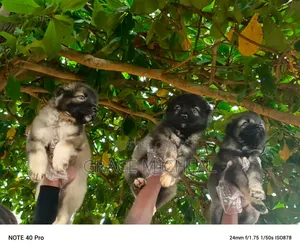 1-3 months Female Purebred Caucasian Shepherd