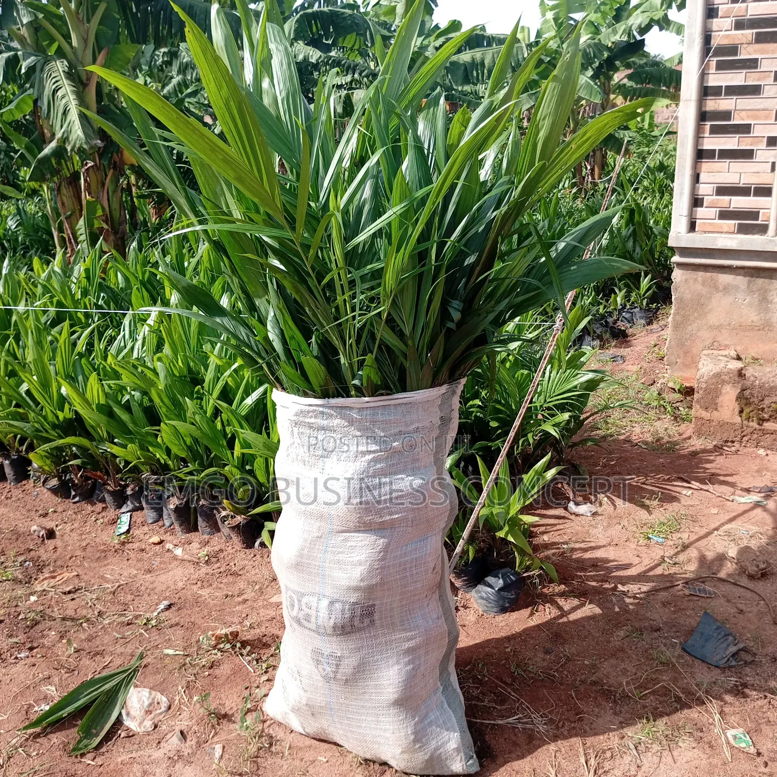 Special Tenera Hybrid Palm Seedling