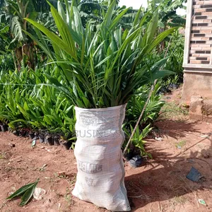Special Tenera Hybrid Palm Seedling