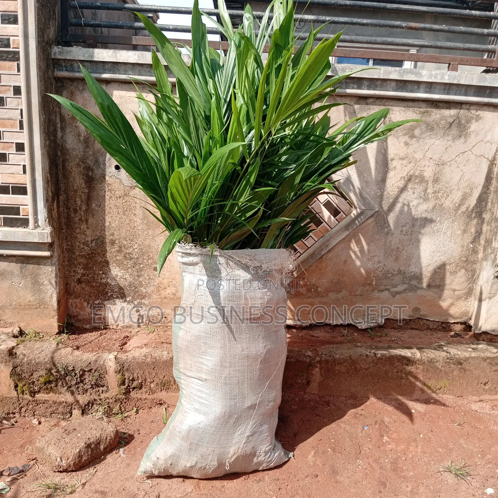 Special Tenera Hybrid Palm Seedling