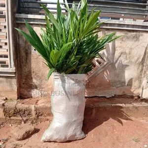 Special Tenera Hybrid Palm Seedling