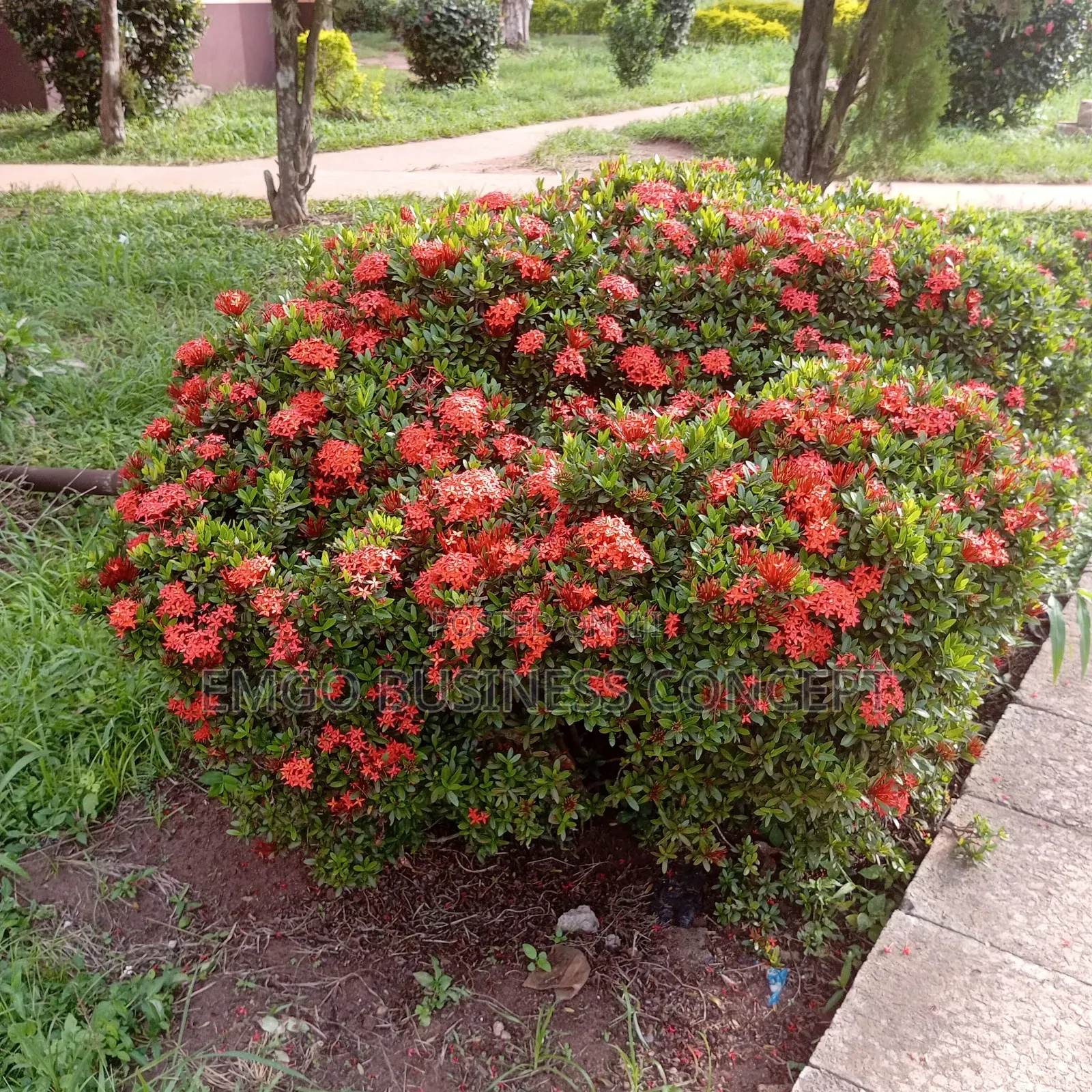 Dwarf Ixora Flowers