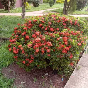 Dwarf Ixora Flowers