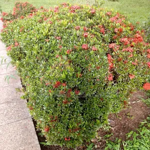 Dwarf Ixora Flowers