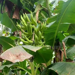 Special Hybrid Plantain Suckers