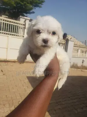 1-3 months Female Purebred Lhasa Apso