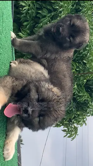 1-3 months Male Purebred Caucasian Shepherd
