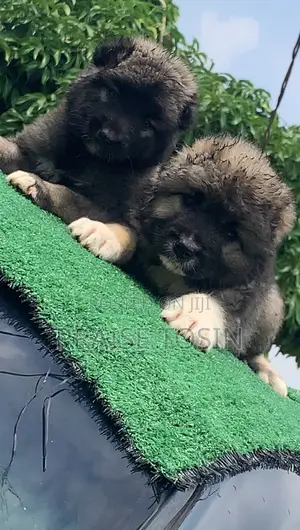 1-3 months Male Purebred Caucasian Shepherd