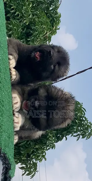 1-3 months Female Purebred Caucasian Shepherd