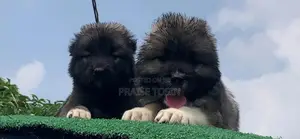 1-3 months Female Purebred Caucasian Shepherd