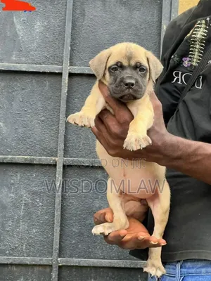 1-3 months Female Purebred Boerboel
