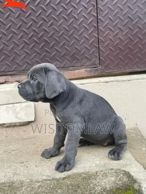 1-3 months Female Purebred Cane Corso