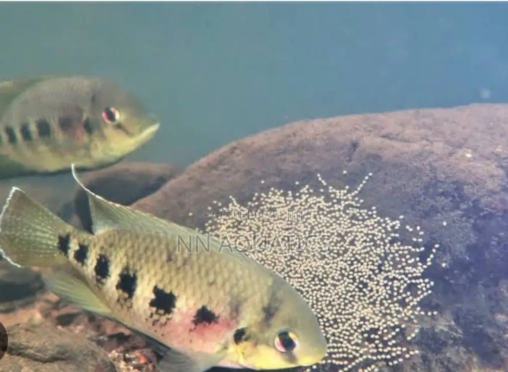 Spotted Tilapia