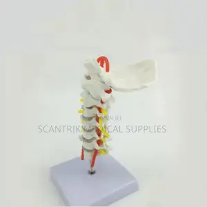 Upper Spine With Neck Arteries