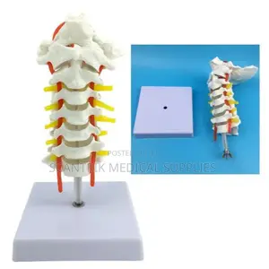 Cervical Vertebrae and Blood Vessels
