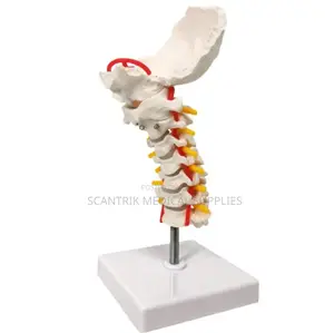 Neck Bones With Arterial Supply