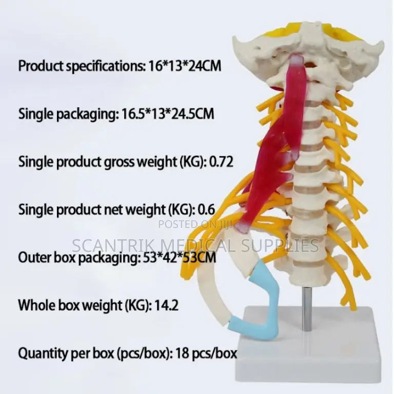 Cervical Axis With Carotid Circulation
