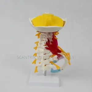 Upper Vertebral Column With Neck Vasculature