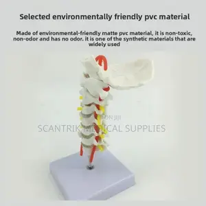 Cervical Support Bones With Vascular Lines