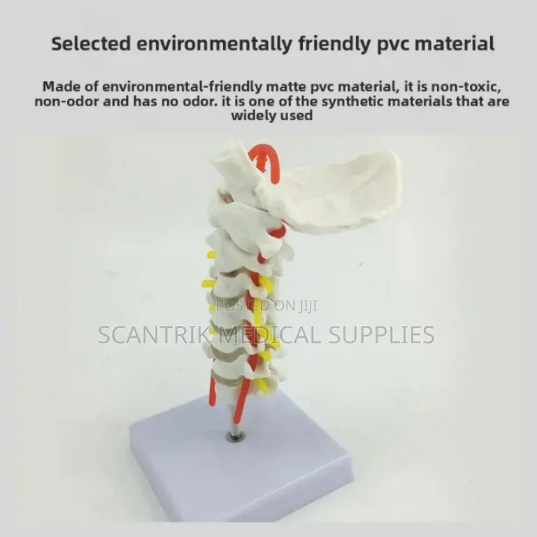 Cervical Support Bones With Vascular Lines
