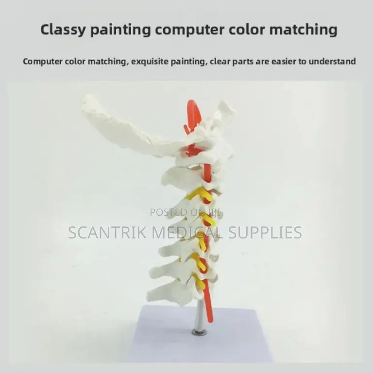 Vertebral Neck Structure With Arteries