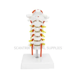 Neck Vertebral Anatomy With Arterial Detail