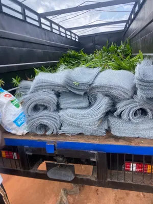 Oil Palm Seedlings (Hybrid Tenera)