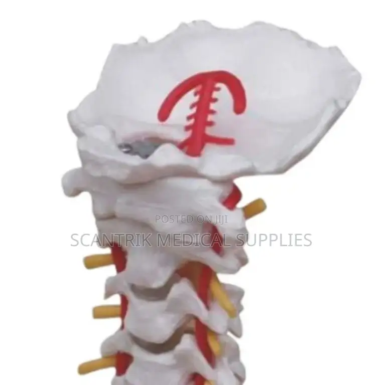 Upper Spinal Column With Circulatory Elements