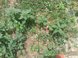 838.959sqm Taiye Olowu Off Victoria Arobieke Leki Phase 1