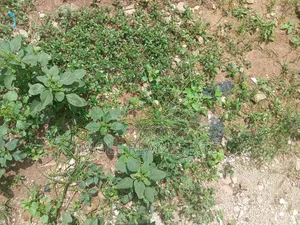 950sqm Plot 4 Sale Fola Osibo Street Leki Phase 1