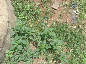 991sqm Cornerpiece 4 Sale Commerl. Mall/Adewumi Leki Phase 1