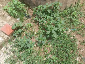 1, 030sqm Ogbunike Off Wole Olateju (A Series )
