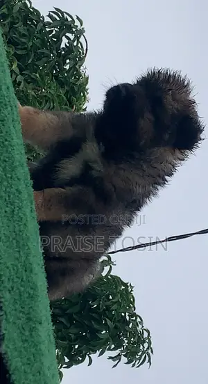 1-3 months Female Purebred Caucasian Shepherd