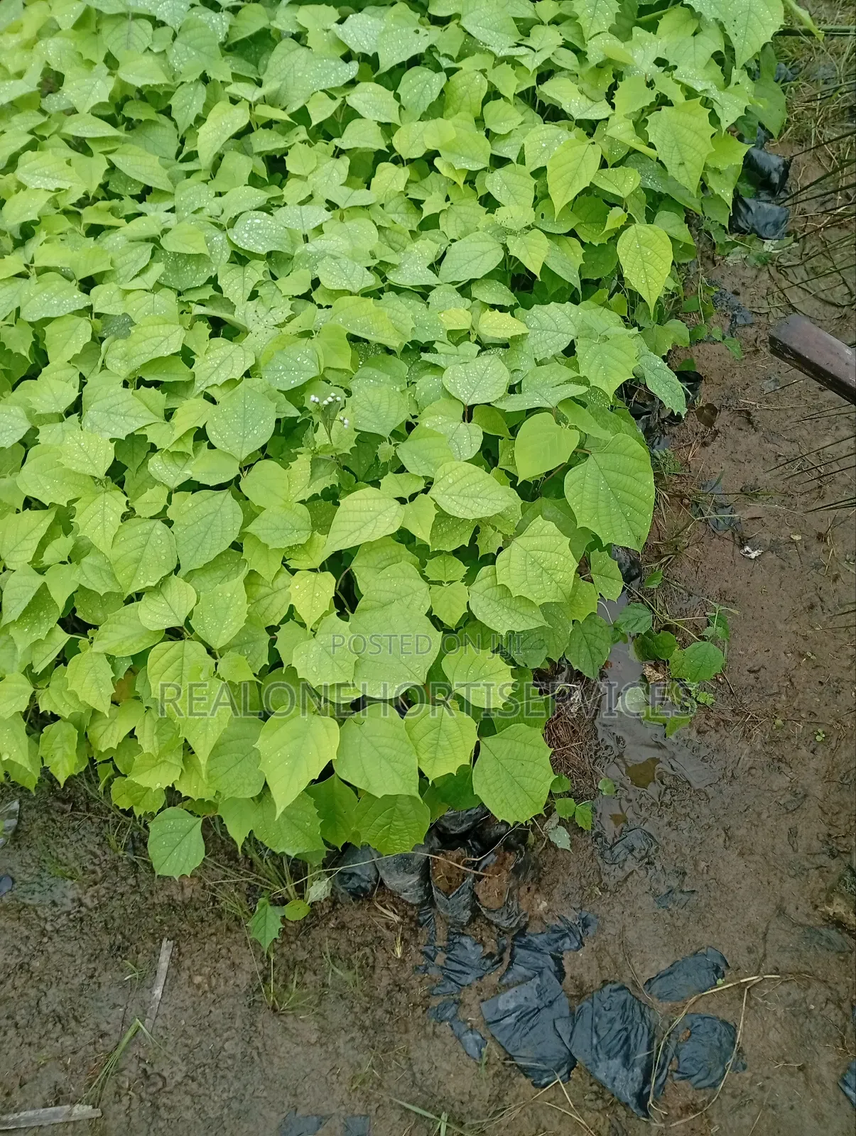 Ready to Plant Gmelina Seedlings Is Available in Bulk Small Quantities