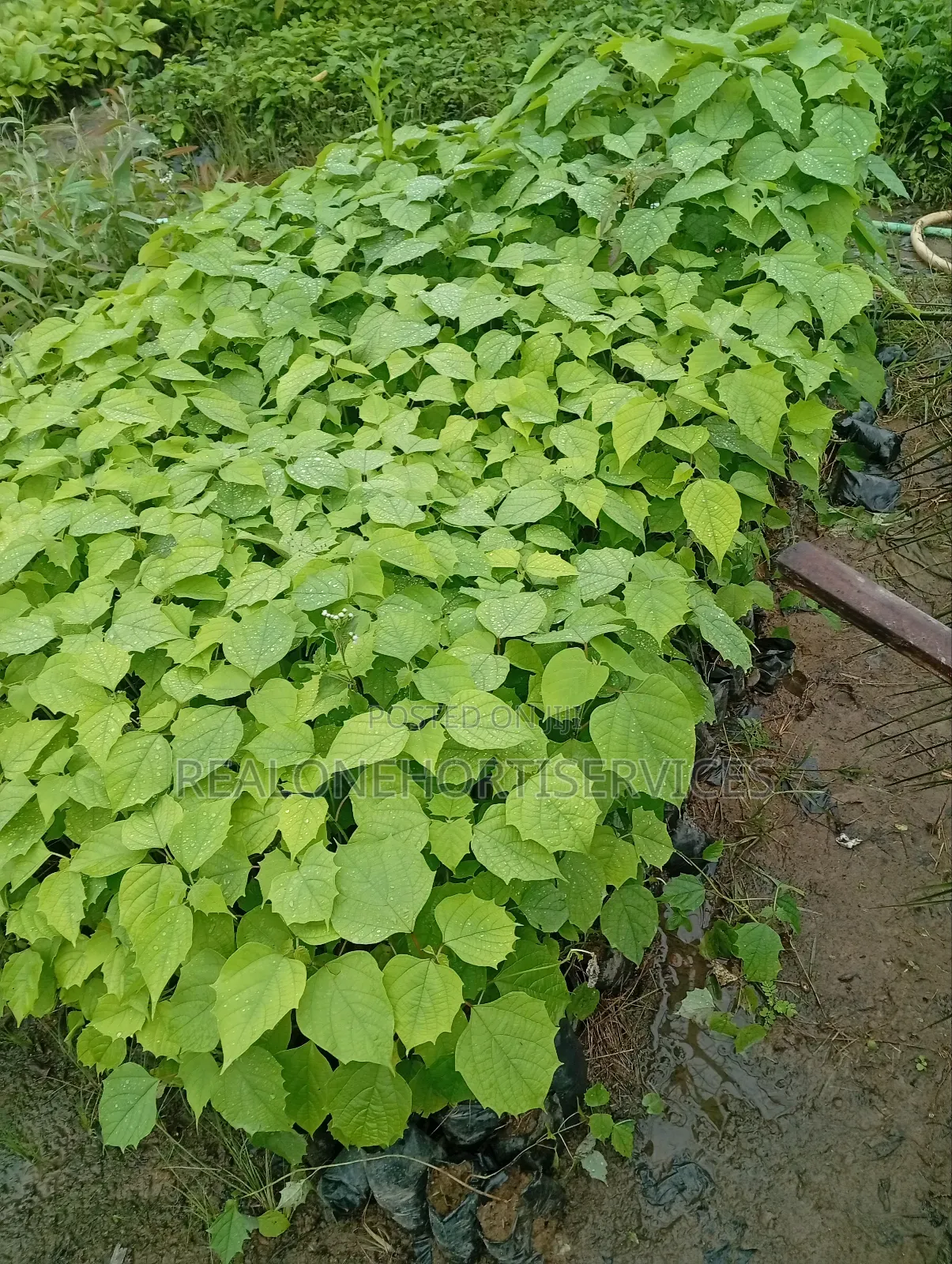 Ready to Plant Gmelina Seedlings Is Available in Bulk Small Quantities