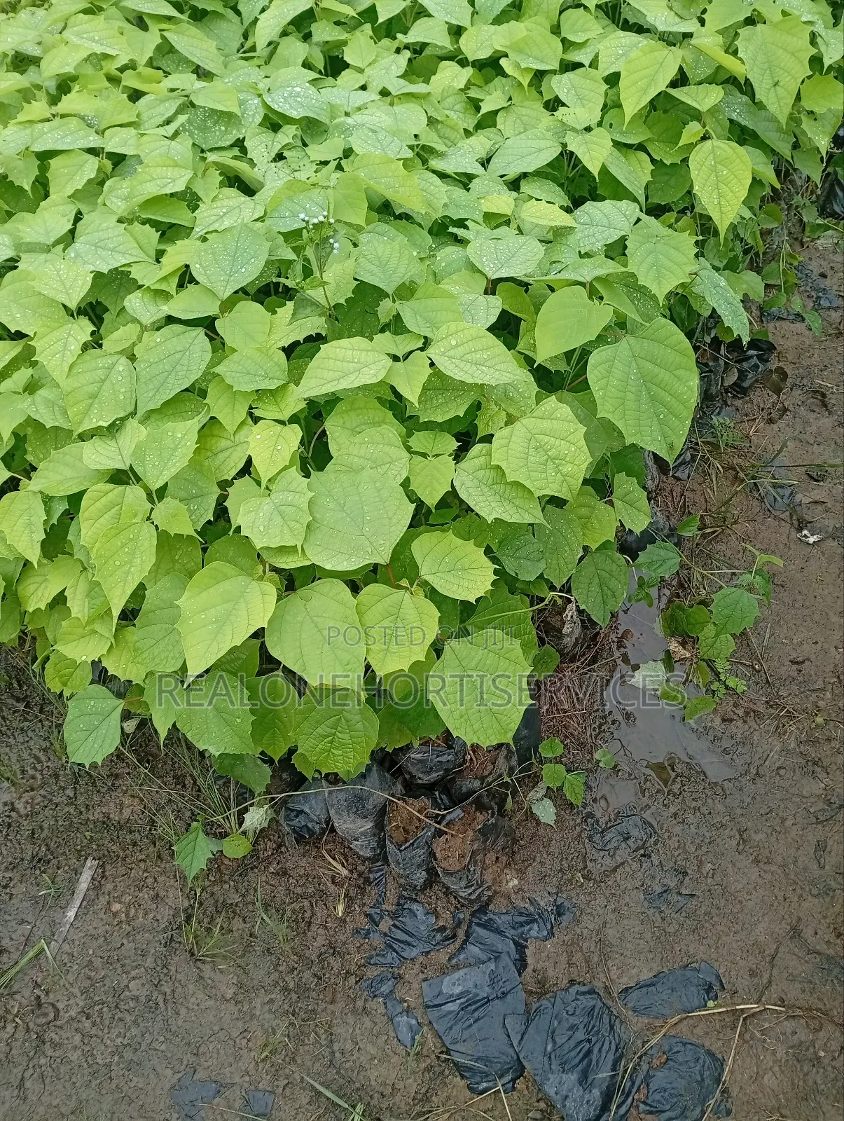Ready to Plant Gmelina Seedlings Is Available in Bulk Small Quantities