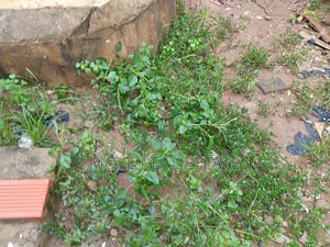 1655sqm Plot Amodu Tijani Victoria Island