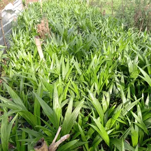 Tenera Oil Palm Variety Seedlings