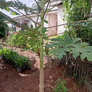 Dwarf Hybrid Pawpaw