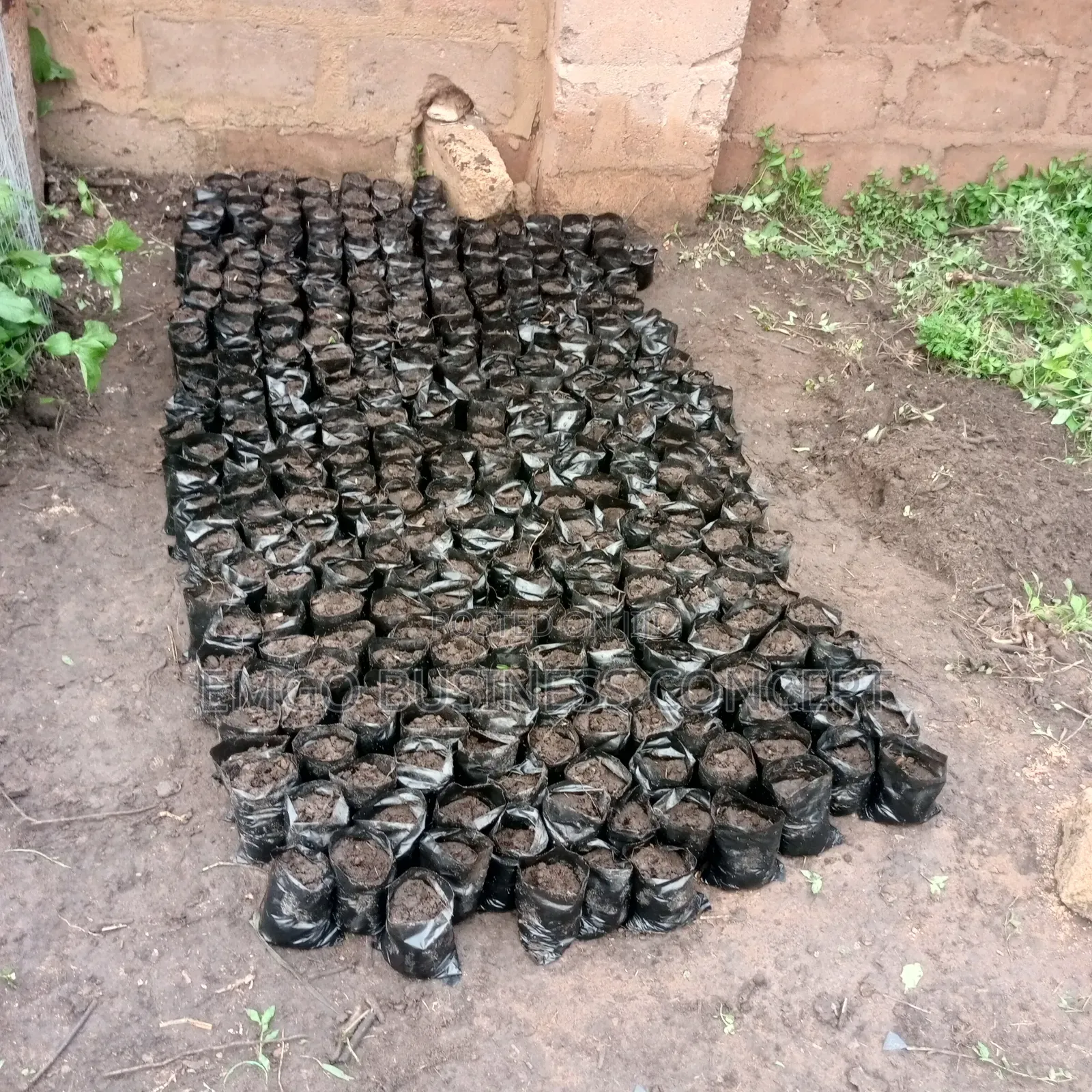 Polythene Planting Bags